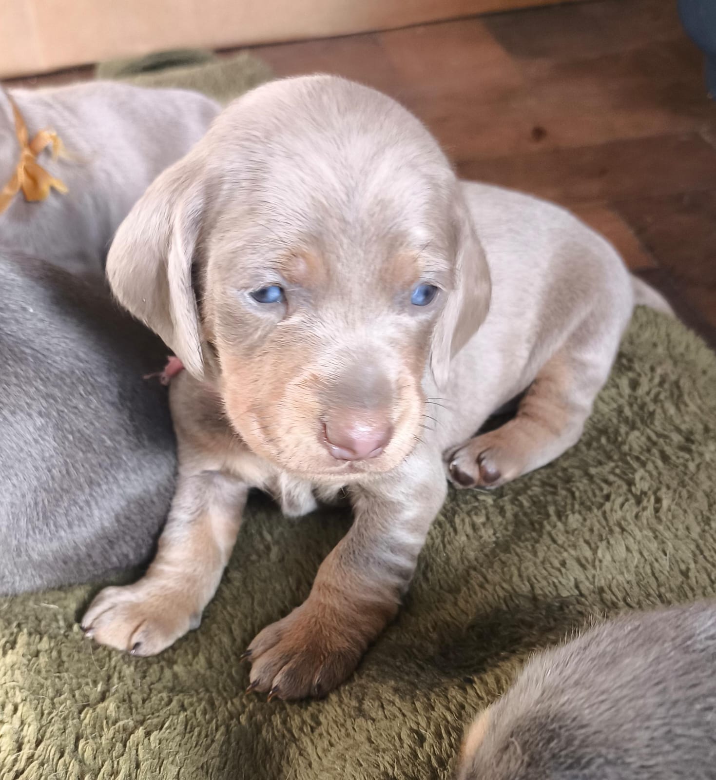Hembra Isabella · Dachshund Mini · Woods Puppys